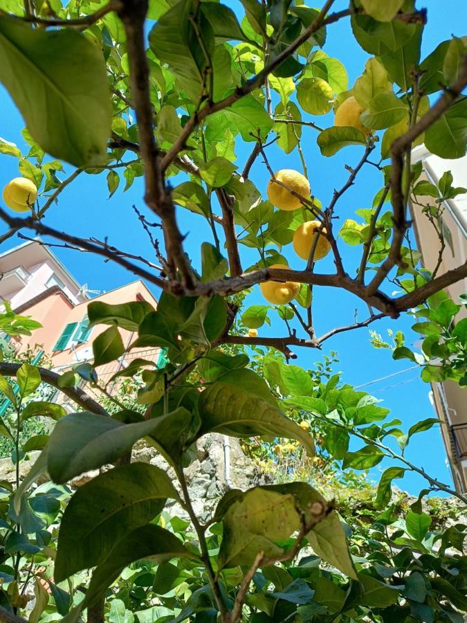 Ferienwohnung Lemons House Monterosso al Mare Exterior foto
